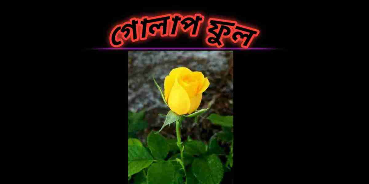 প্রিয় ফুল গোলাপ