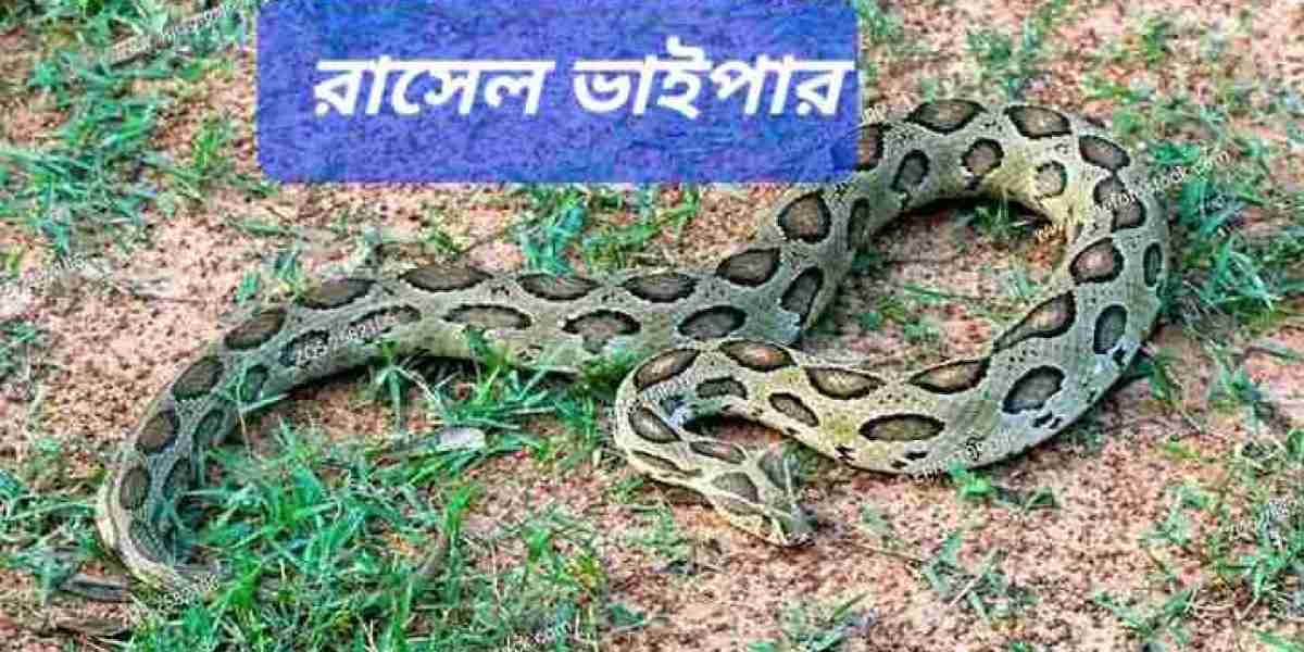 ভয়ংকর রাসেল ভাইপার