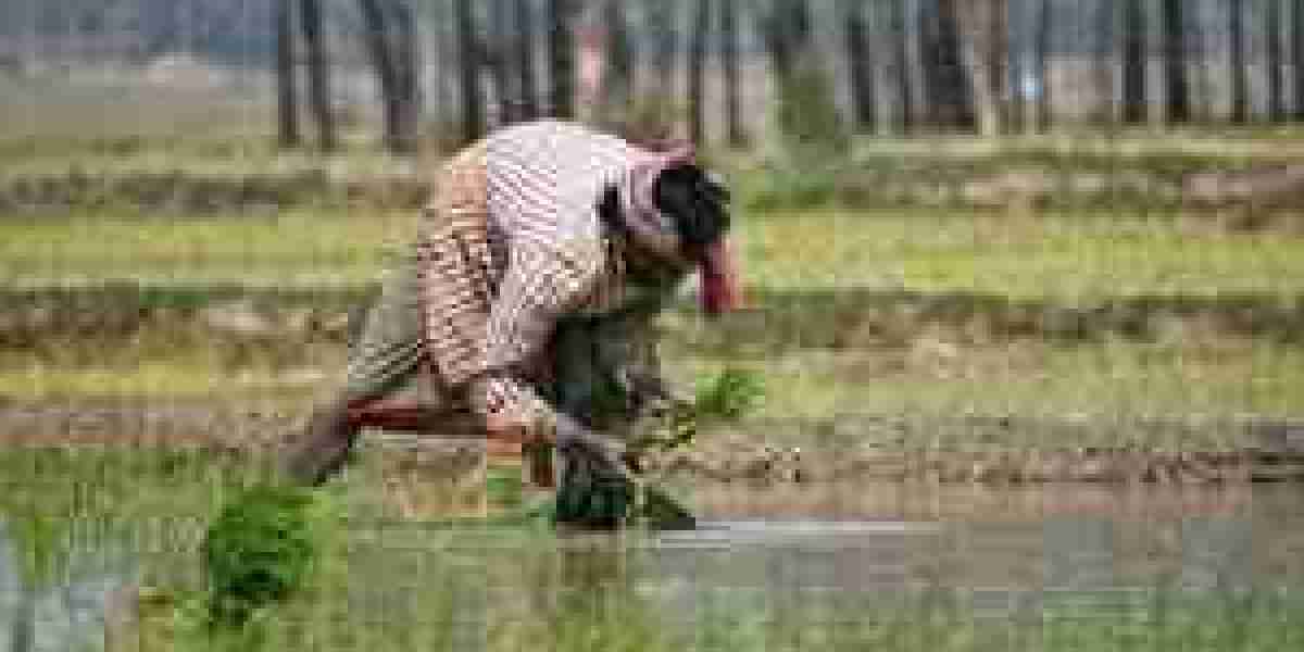 বাংলাদেশের কৃষি অবস্থা