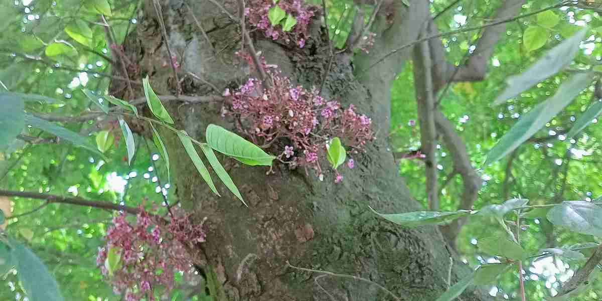 কামরাঙ্গা টক জাতীয় ফুল   ও ফল