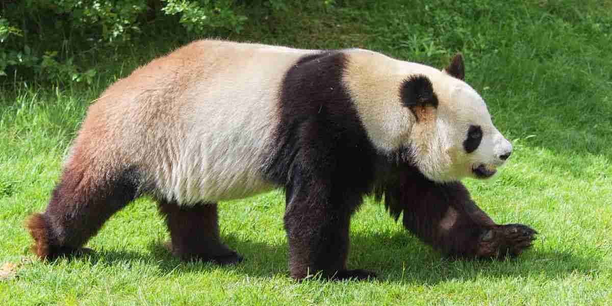 Pandas: Nature’s Adorable Ambassadors