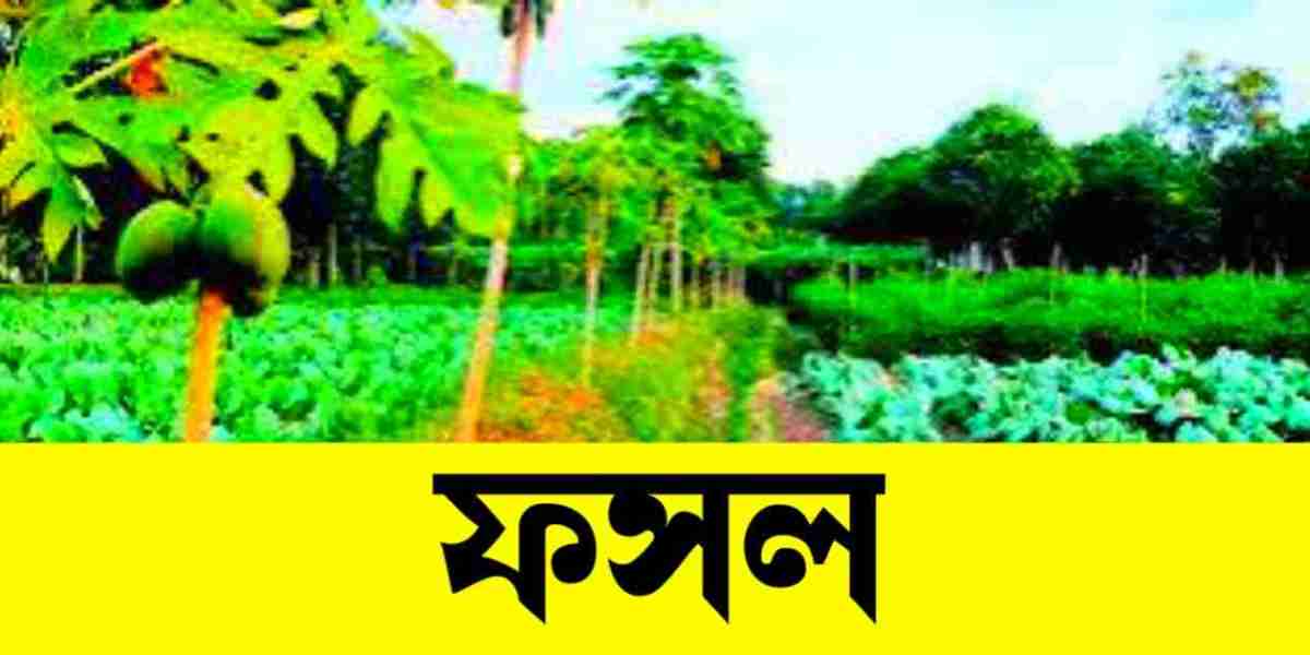 ফসল: গ্রাম বাংলার প্রাণ এবং অর্থনৈতিক ভিত্তি