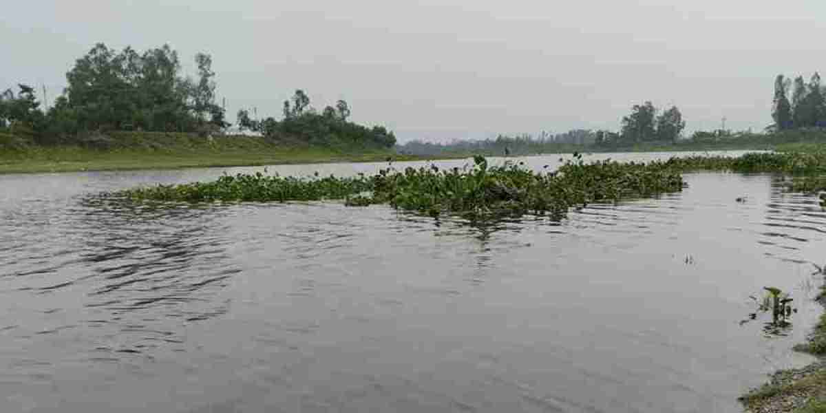 Water is rising in Padma, cropland has sunk