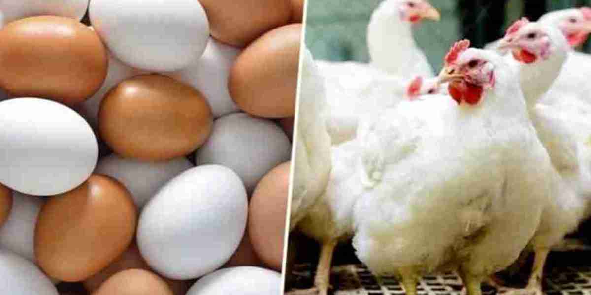 Farmers are in trouble due to fixing the price of chicken and eggs