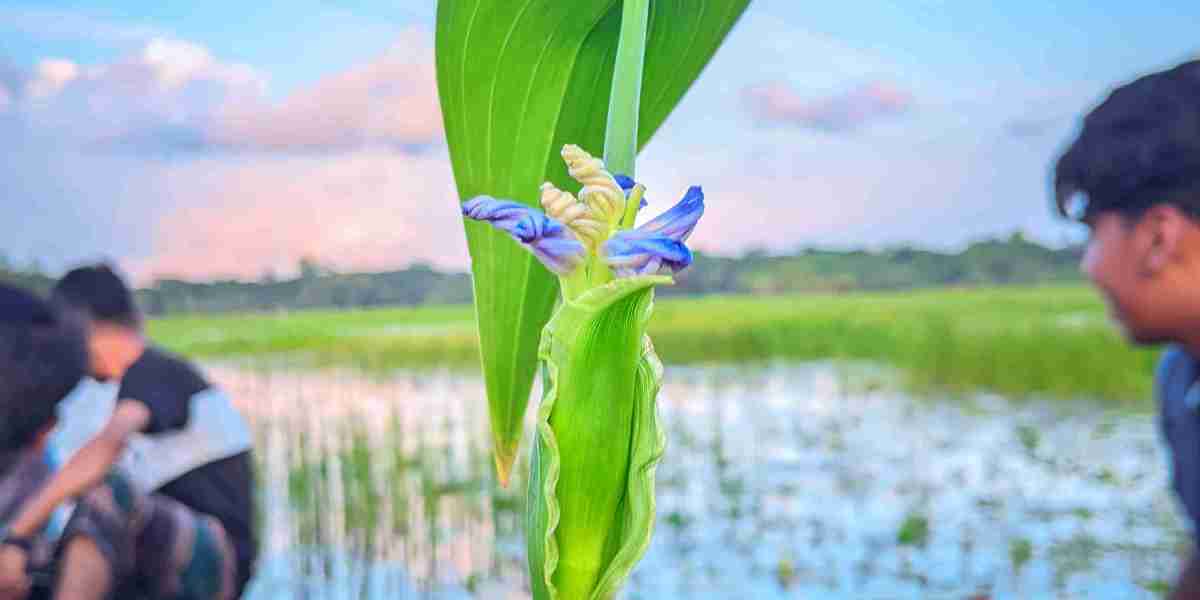 প্রকৃতিকে ভালোবাসি