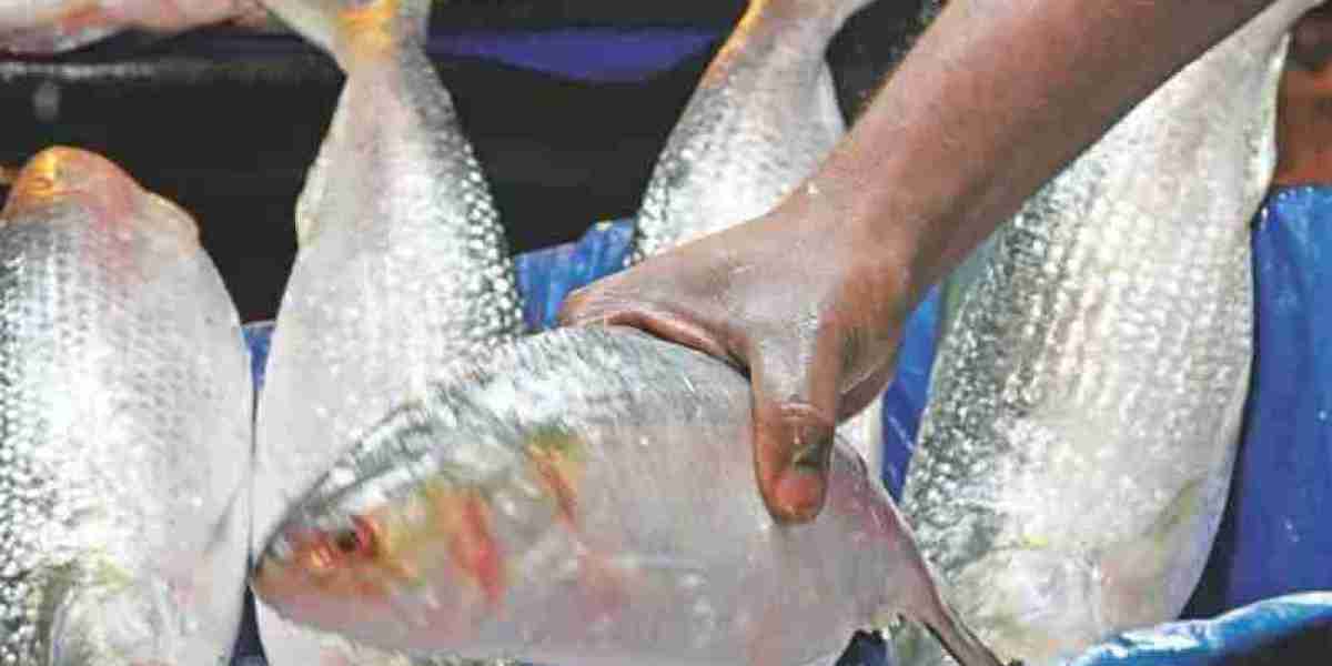 A kg of Bangladeshi hilsa is being sold at Tk 4200 in Delhi