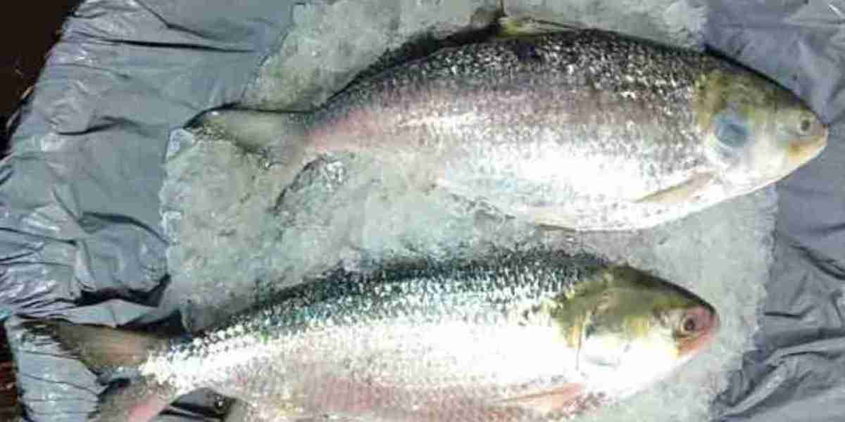 Export is stopped, but the price of hilsa is not decreasing