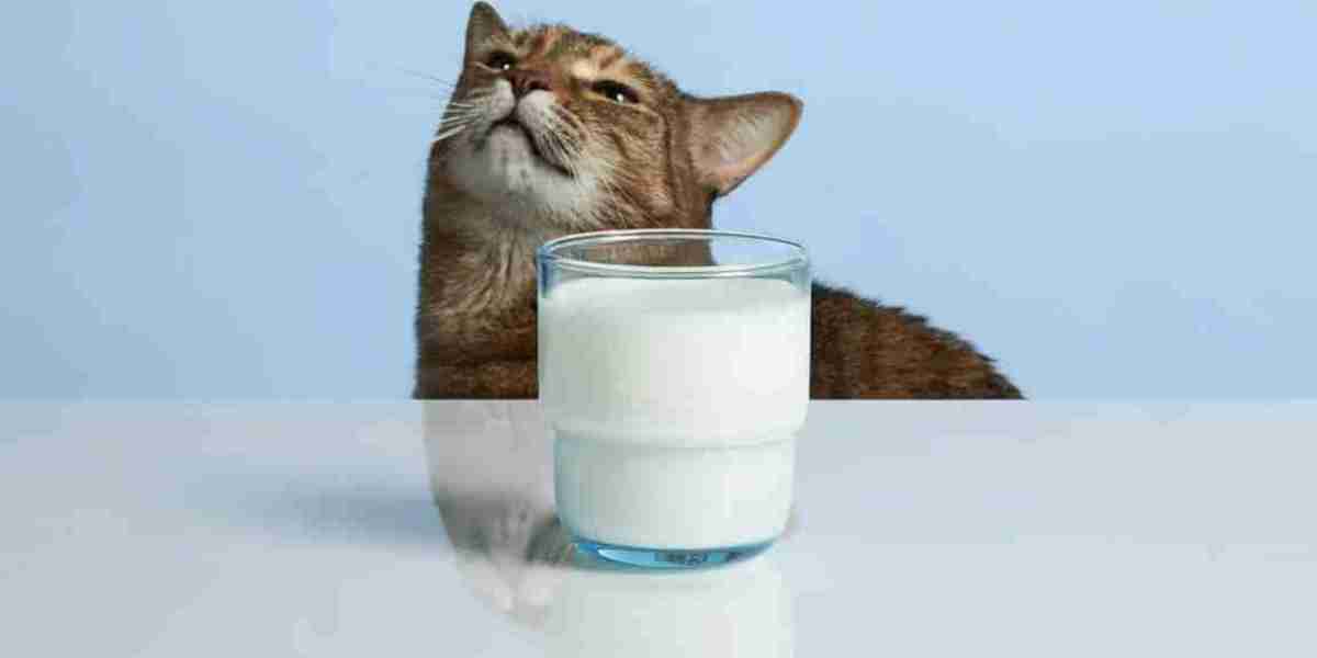 Drinking the milk of any animal will be intoxicating like alcohol