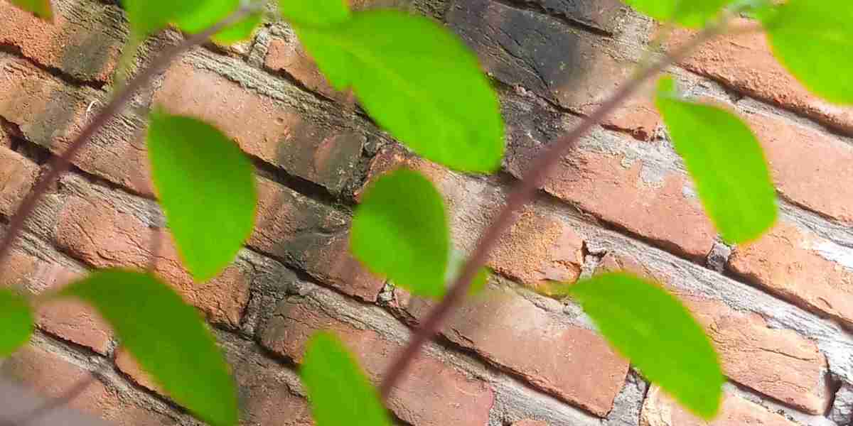 পুদিনার গুনাগুন বৈশিষ্ট্য।