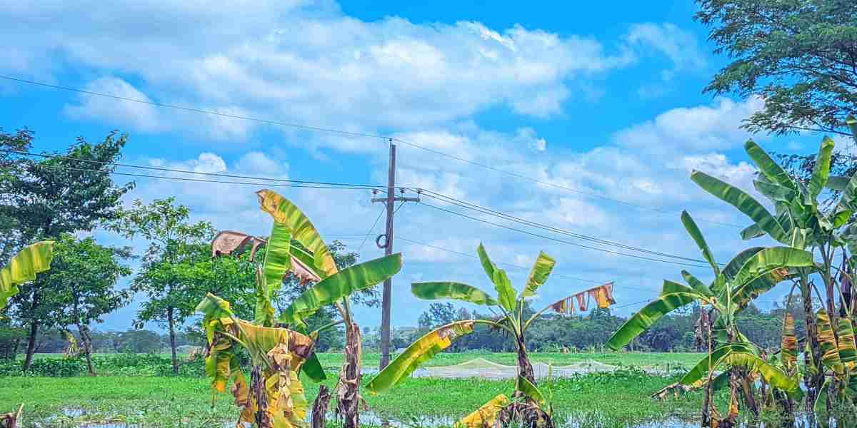 পানিতে কালা গাছ