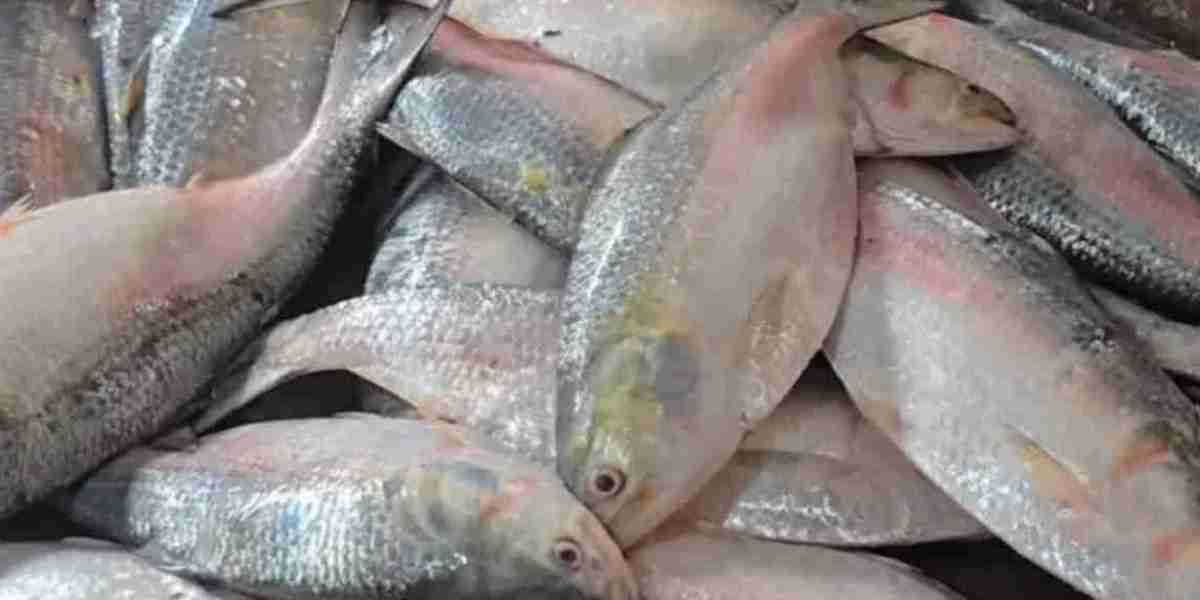 Hilsa in Kolkata, 5 thousand rupees per kg