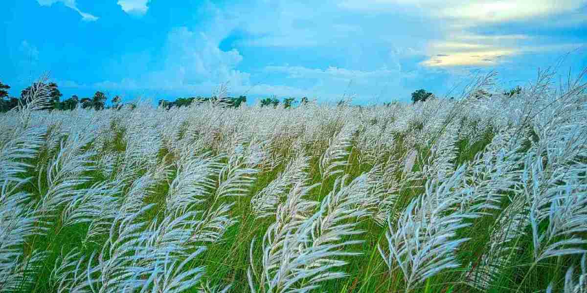 মিথ্যা শহর