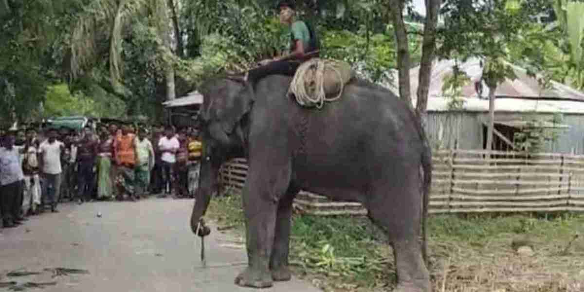 A mahout was crushed under the feet of an elephant in Kotalipara