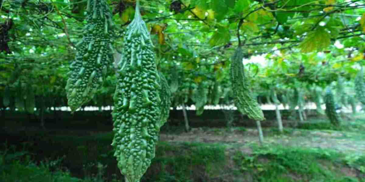 How to grow bitter gourd at home in a very easy way