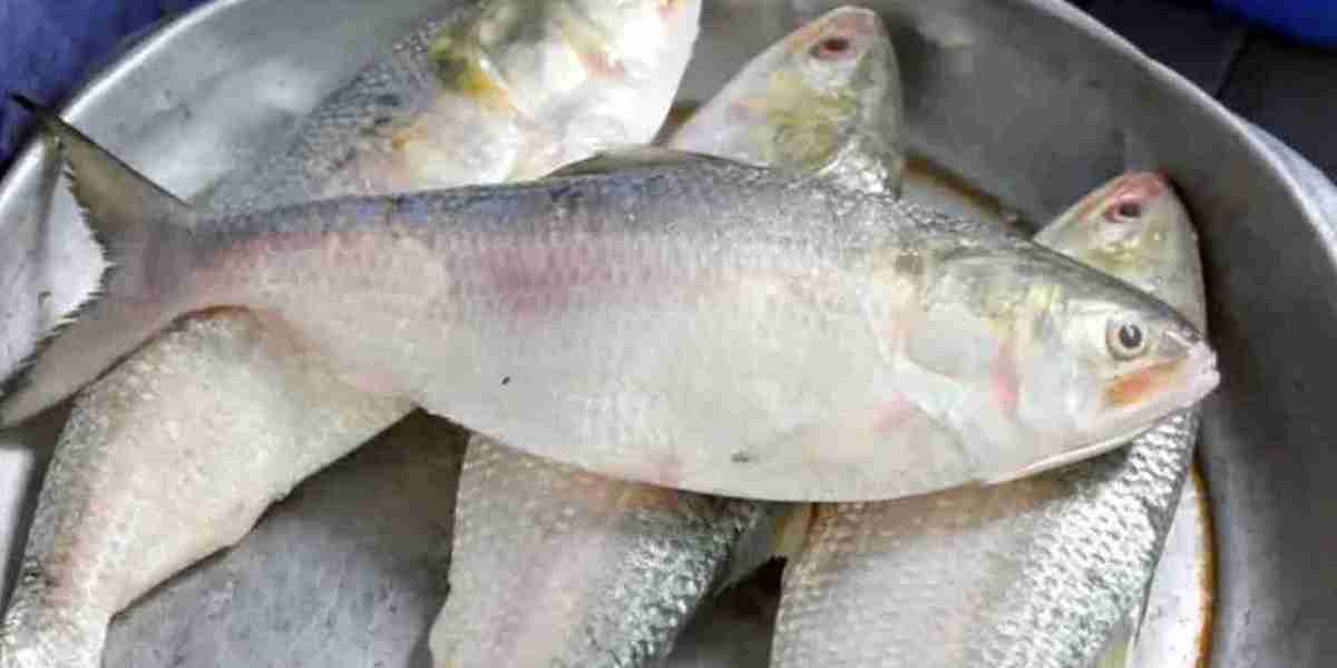 The announcement of sending hilsa to Bangladesh is a wave of happiness in West Bengal