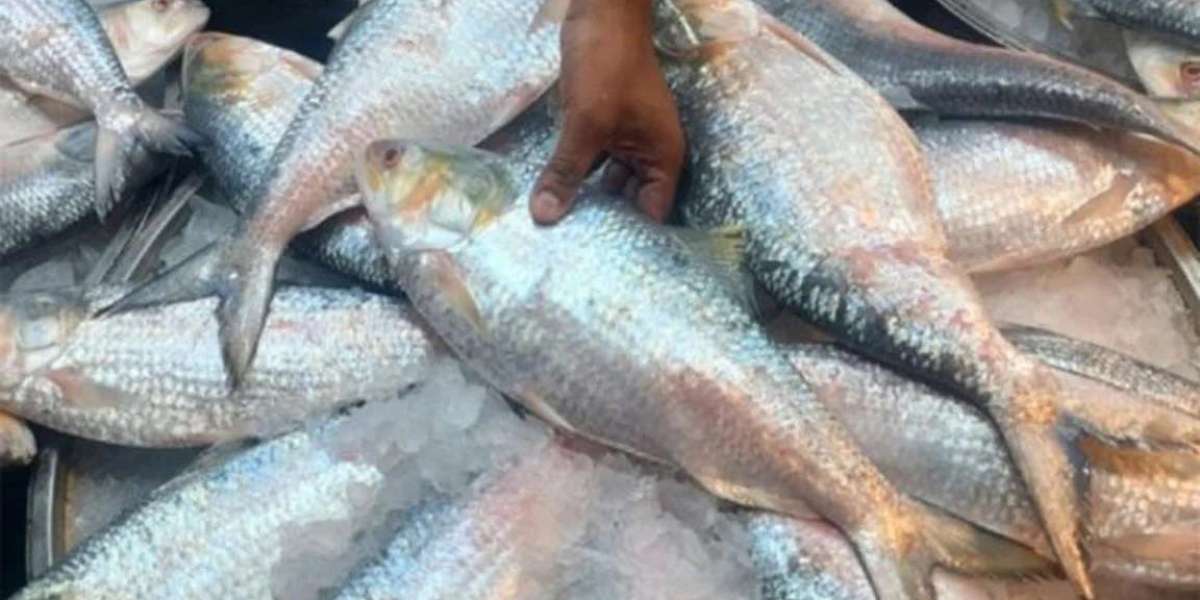 317 metric tons of hilsa have been caught in Rangpur this year