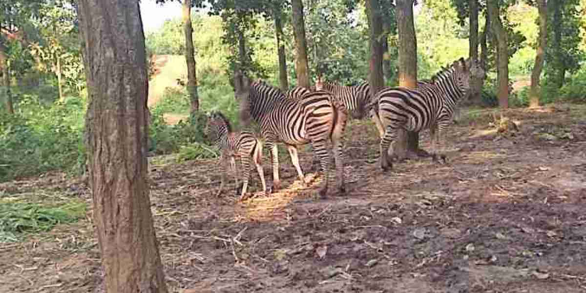 Two zebra cubs were born in Gazipur Safari Park