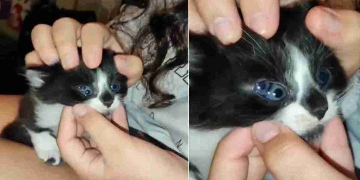 The 3-eyed kitten is abuzz in the net world