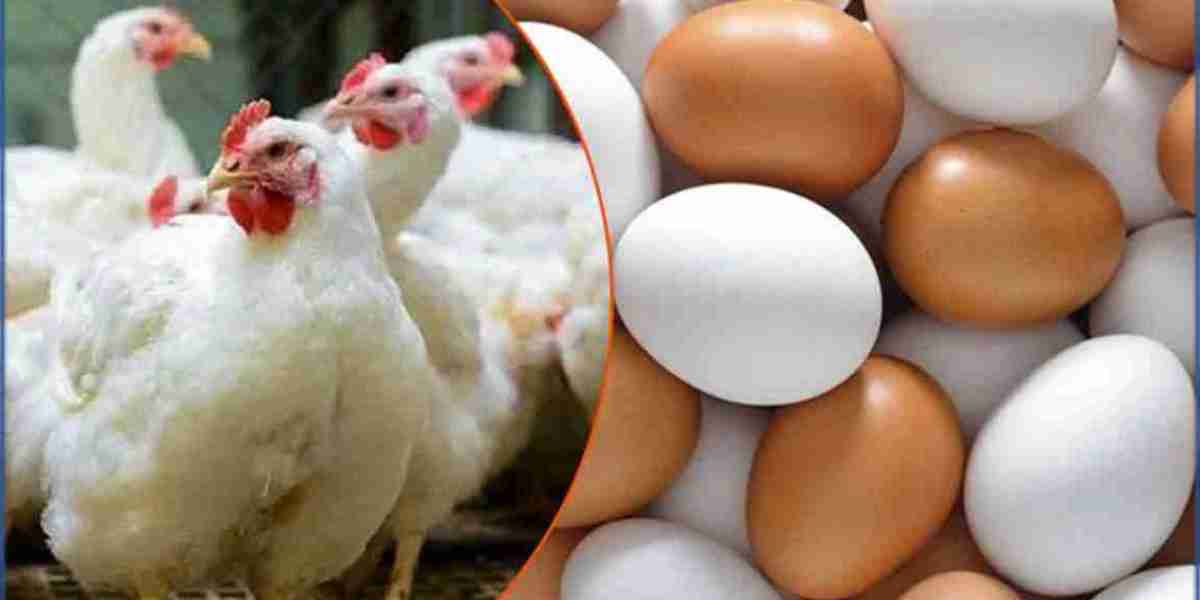 15-day ultimatum to break the egg-chicken syndicate