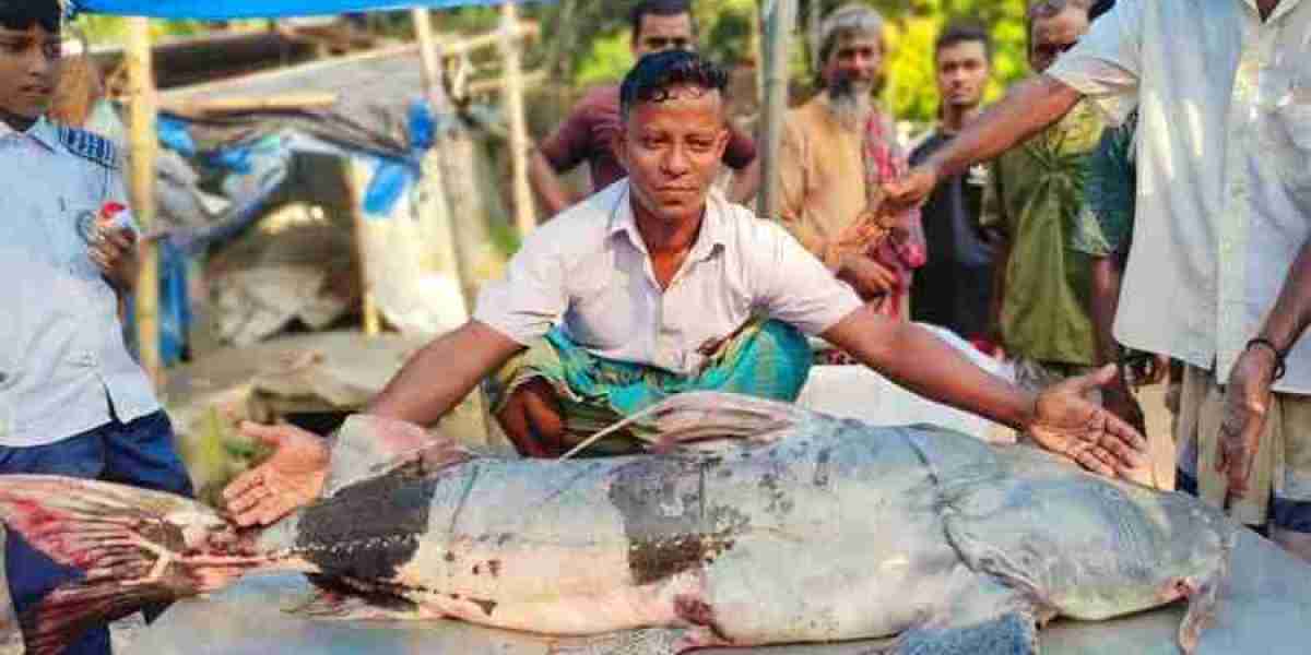 Baghair of 39 kg was caught in Yamuna