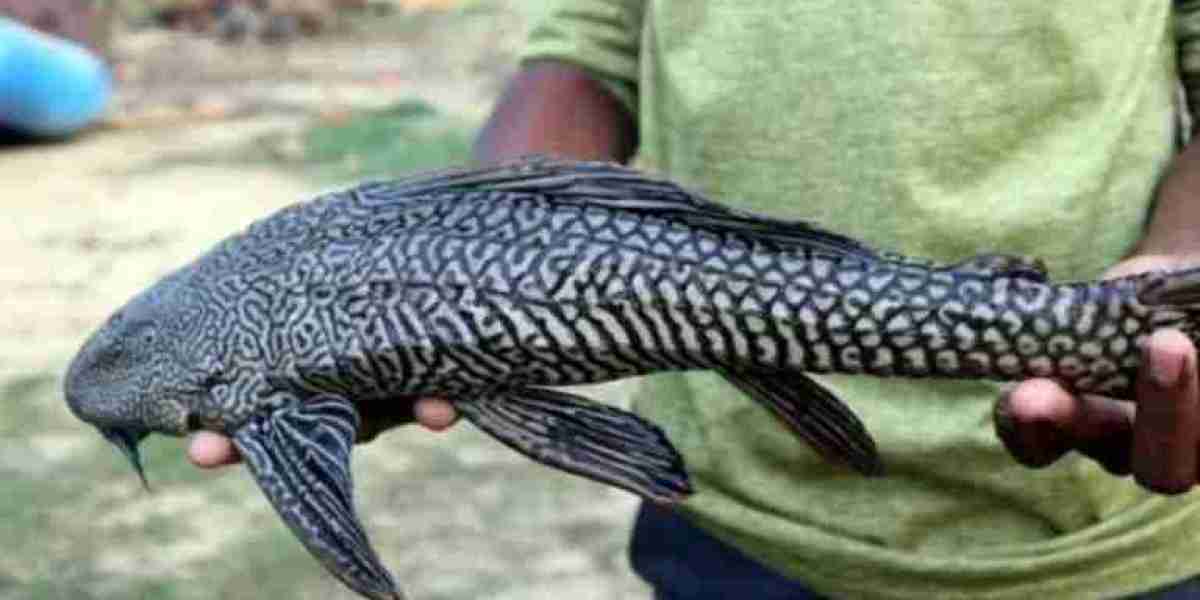 Amazon river monster fish caught in Ganges, Indian scientists worry