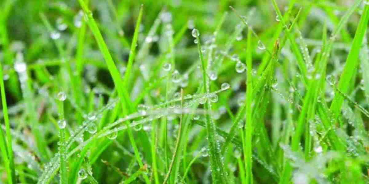 What does science say behind so much dew in the morning?