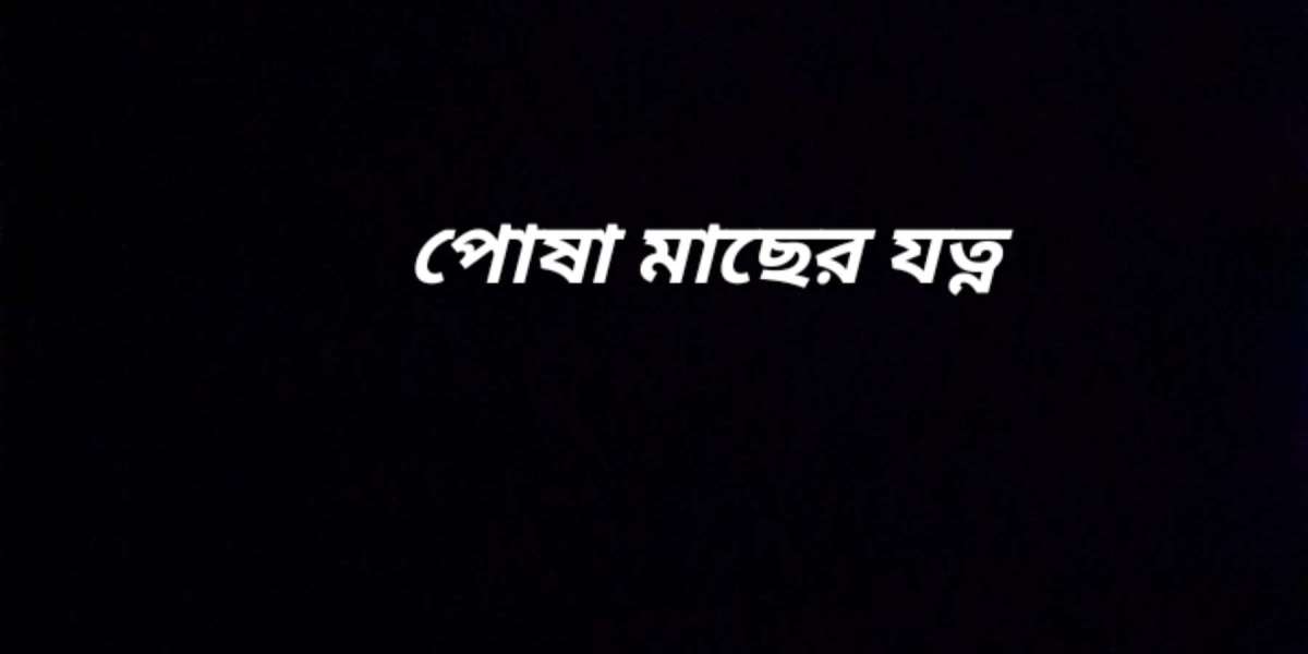 পোষা মাছের যত্ন