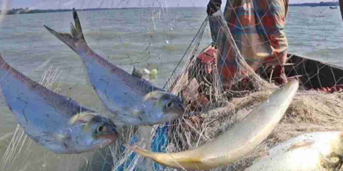 Hilsa catching is prohibited for 22 days from October 13