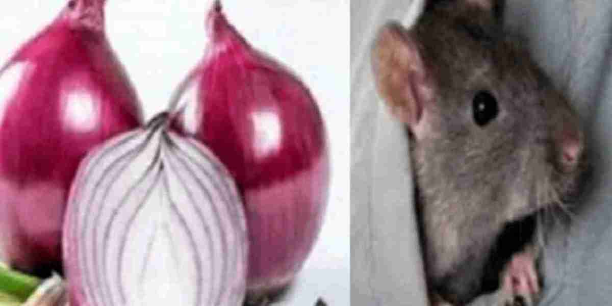 Onion will get rid of the pain of mice in the house forever