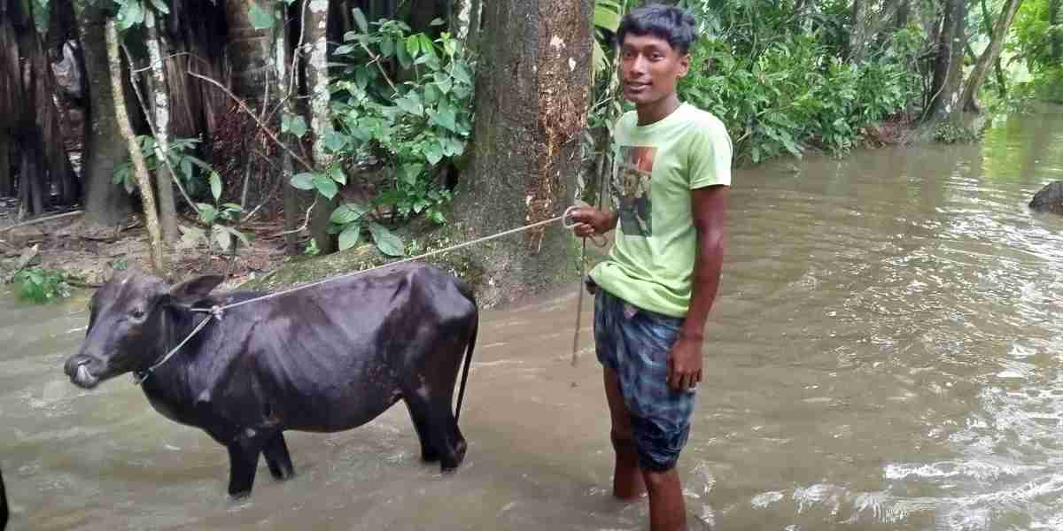 বন্যাতে গবাদি পশু অবস্থা