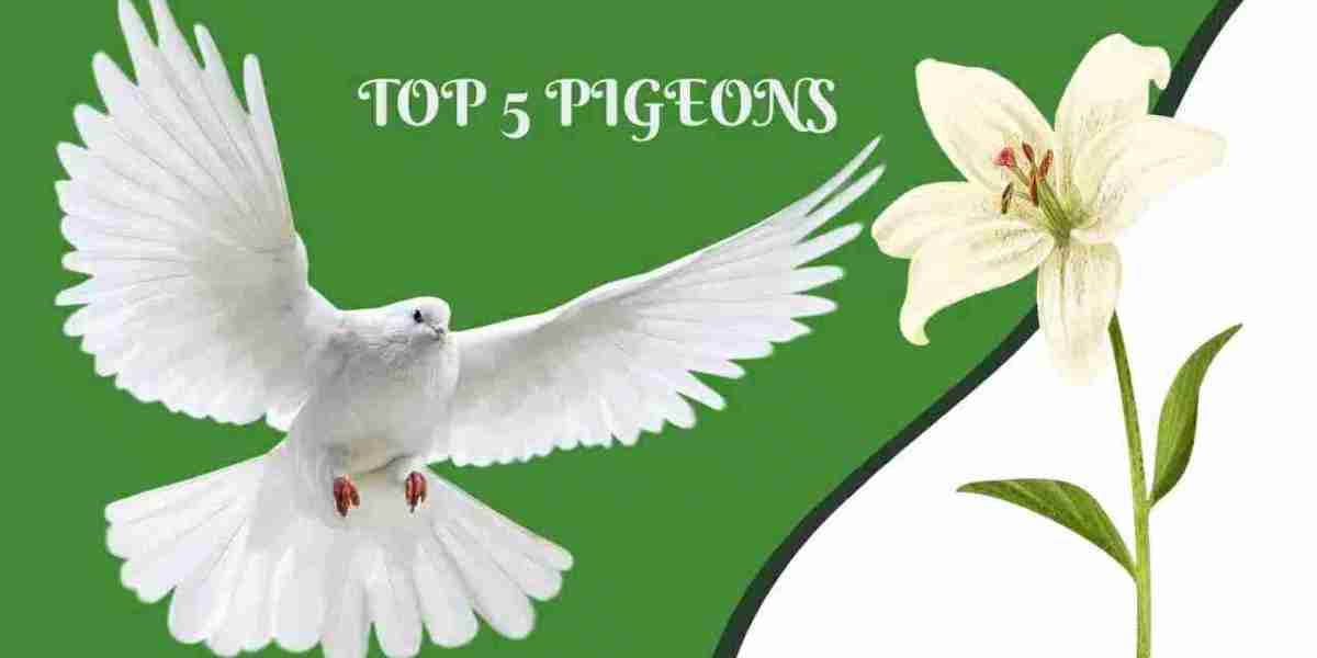 ? Top 5 Pigeons : If you don’t know the history of pigeons, let’s find out ?️?✨