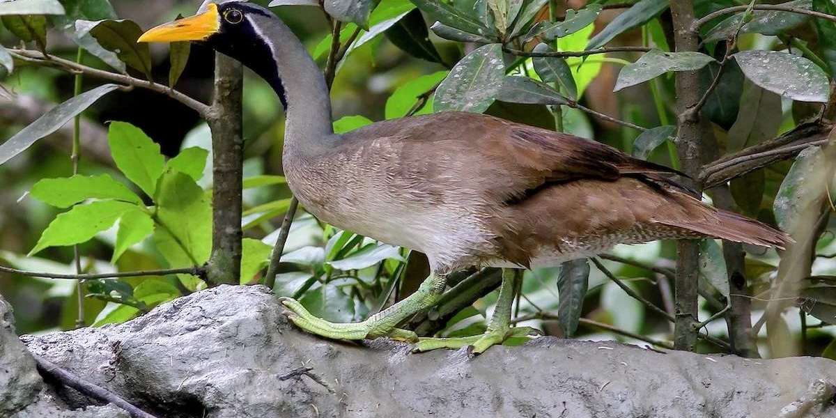 Heliopais personata: the beautiful duck of the Sundarbans!