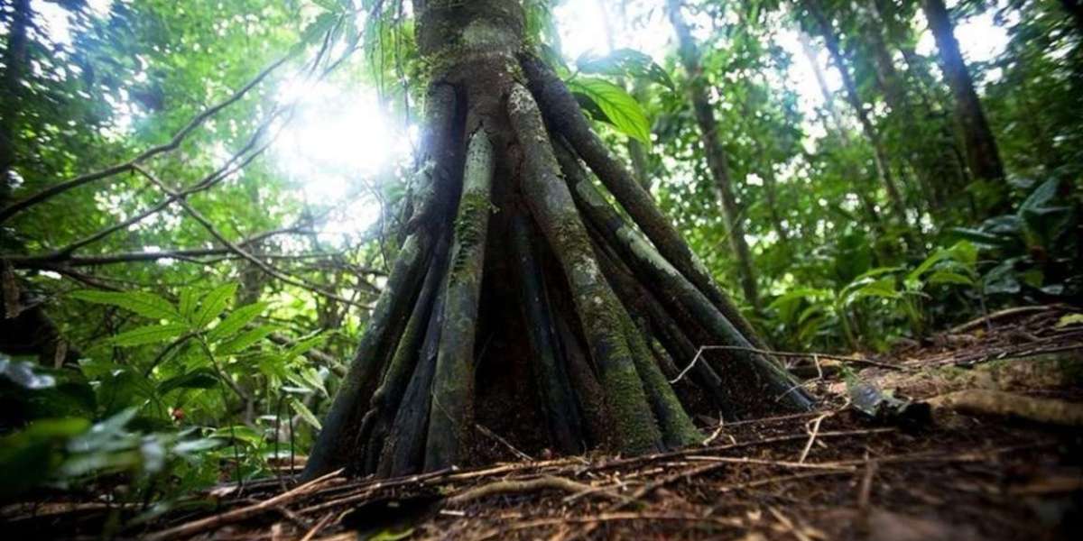 Which forest trees in the world walk? Scientists are also shocked to see that