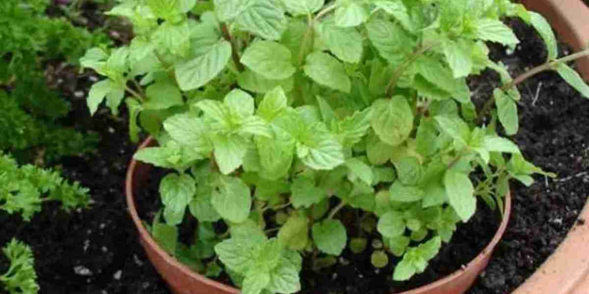 Cultivation of mint on the roof of the house is a simple method to kill lice