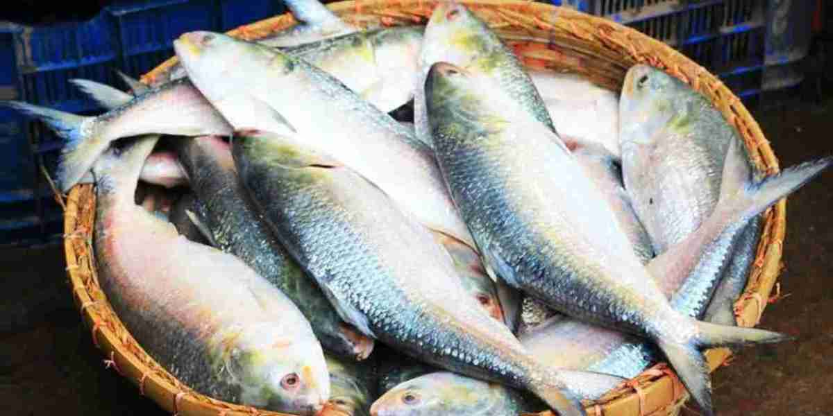 Profit of 650 taka for 1 kg of hilsa