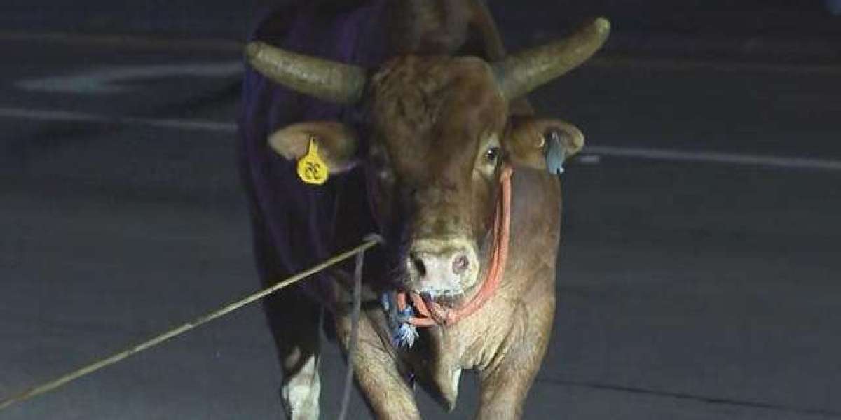 Bulls escaped from rodeo in North Attleboro after fence pin dislodged