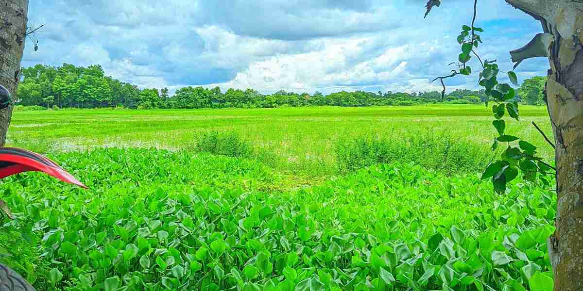 কখনোই বান্দাকে আল্লাহ বঞ্চিত করেন না।