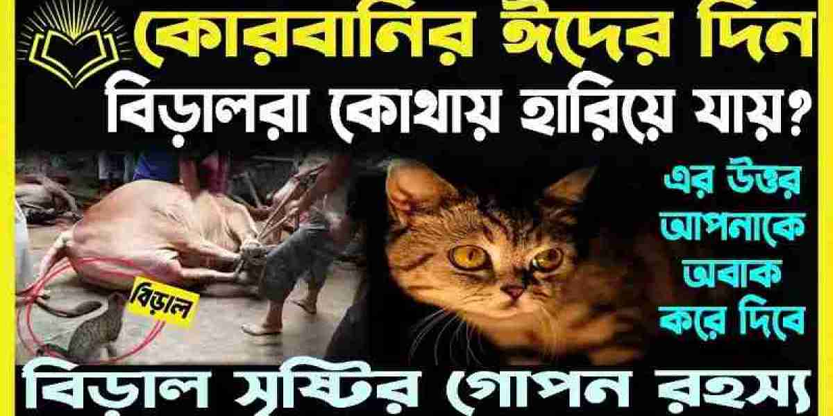 Qurbani Eid and cats | Why Are Cats Not Seen on the Day of Qurbani Eid?