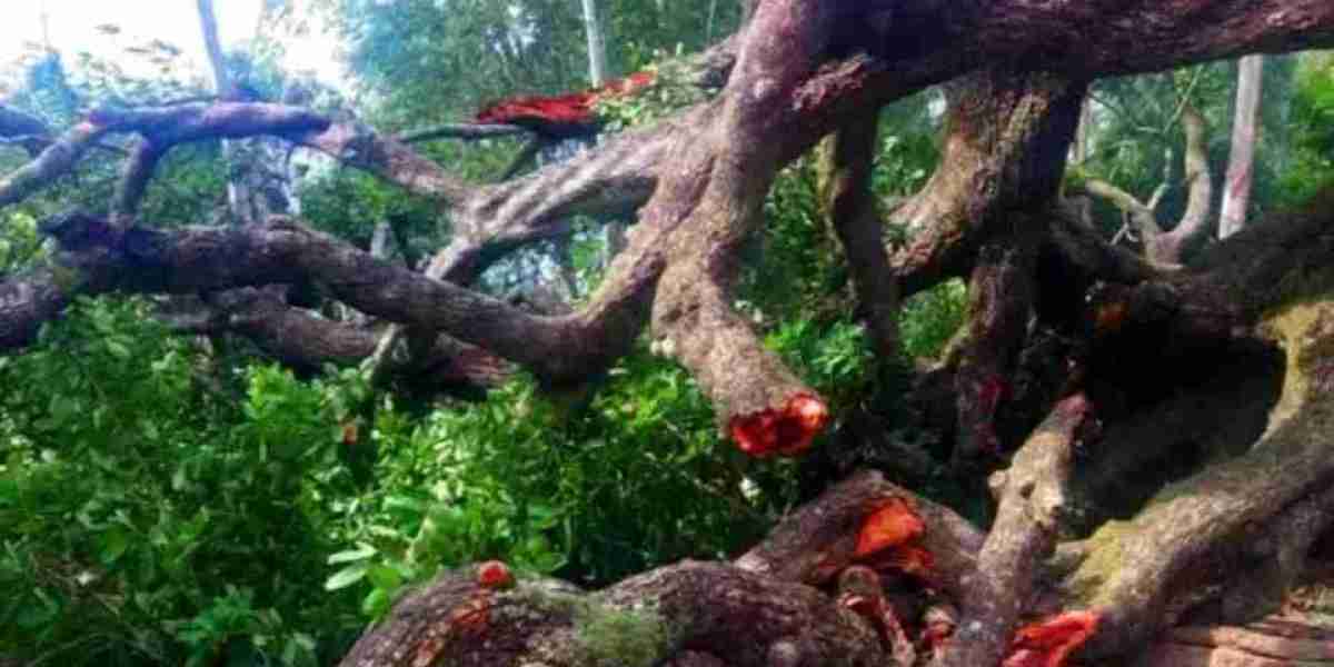 The rare species of Natore tree 'Manik tree' collapsed.