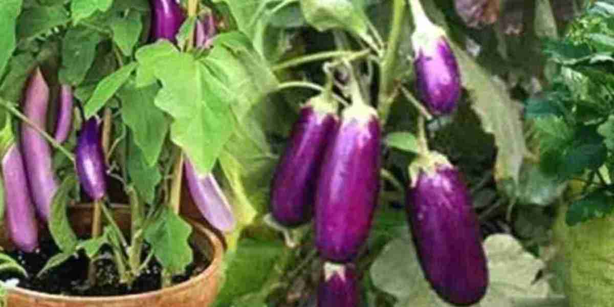 Cultivate brinjal on the roof of the house, the yield will be 12 months