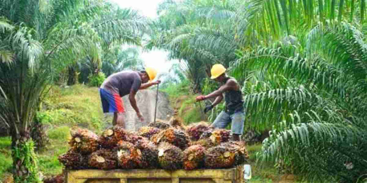 Malaysia will take workers in the plantation sector, a big opportunity for Bangladeshis