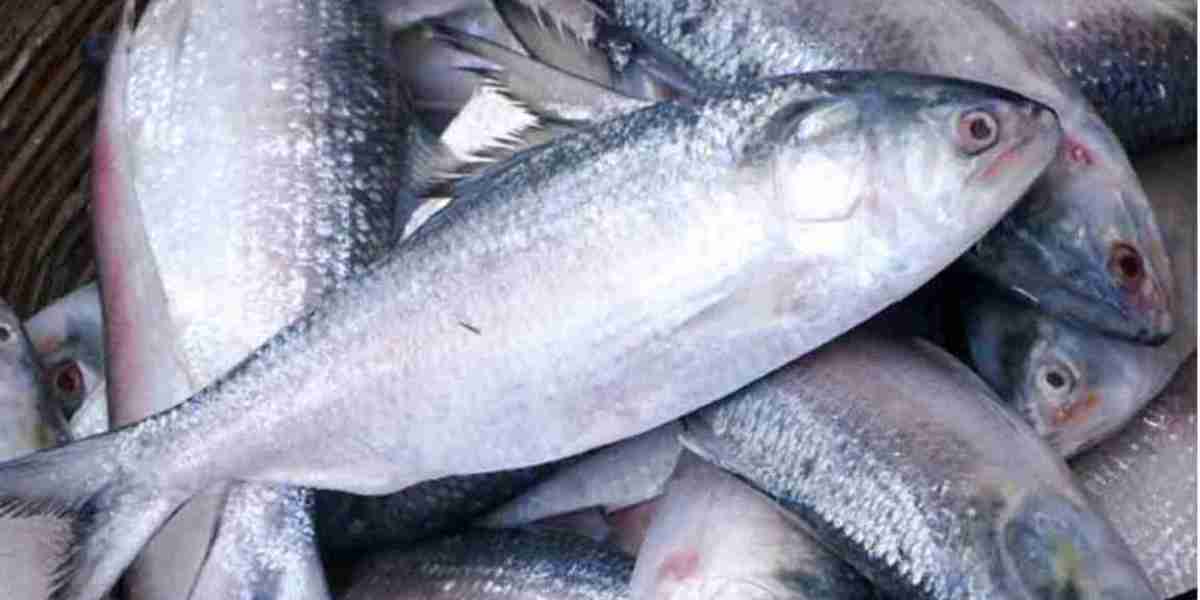 Dr. wants to strengthen relations with India by sending hilsa. Yunus