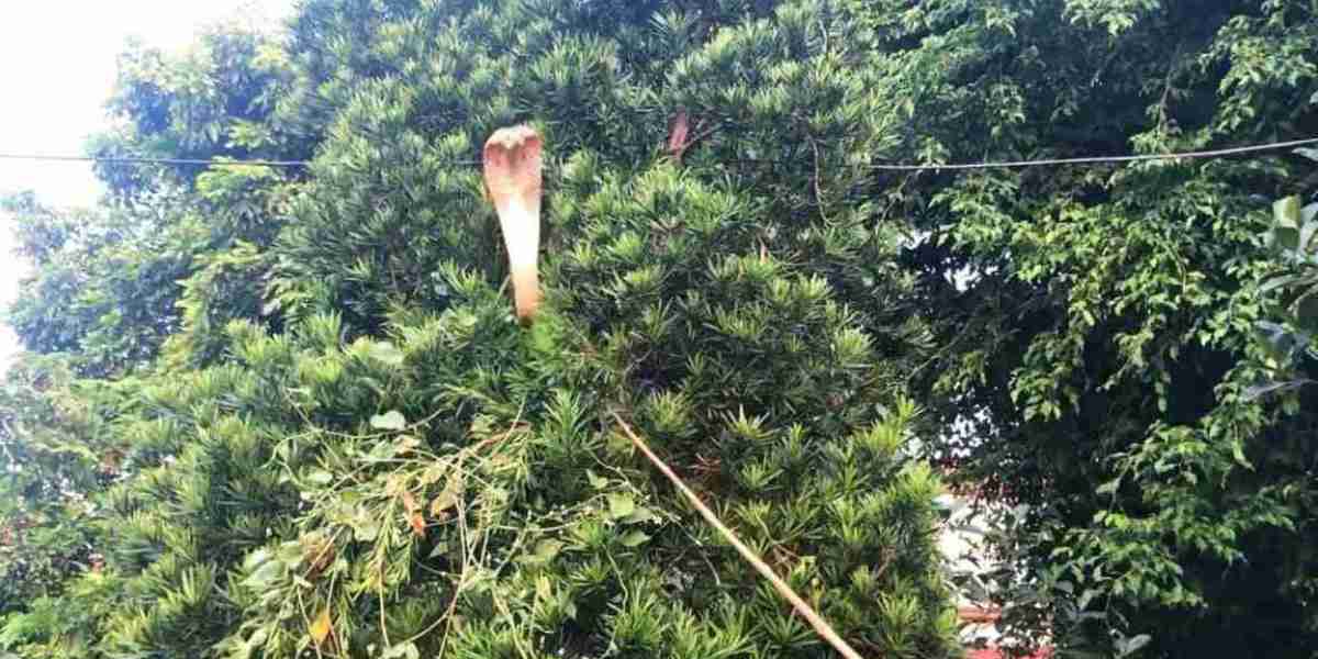 A monstrous king cobra took cover from the trunk of the tree