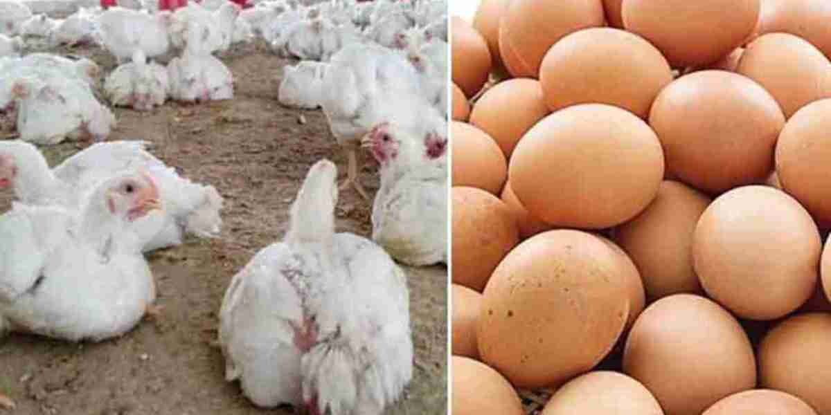 Eggs, chickens do not match the fixed price