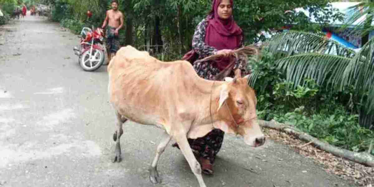 The NGO worker snatched the cow because he could not pay the installment