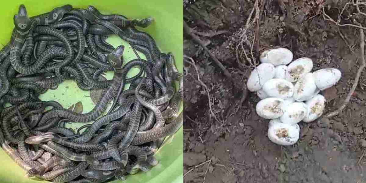 Half a hundred baby snakes were rescued from a house, like a hideout of a giant snake