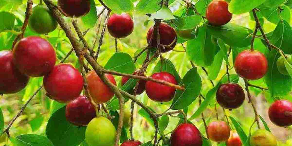 This fruit looks like a grape: contains nutrients