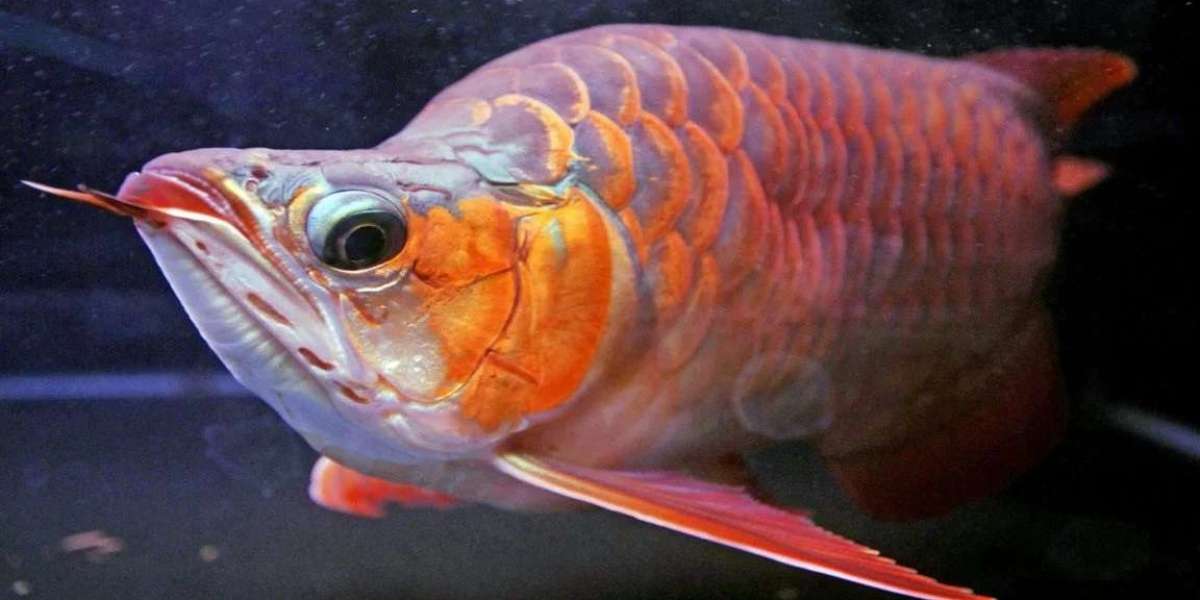 It is the most expensive fish in the world, the price of which can buy 5 big houses