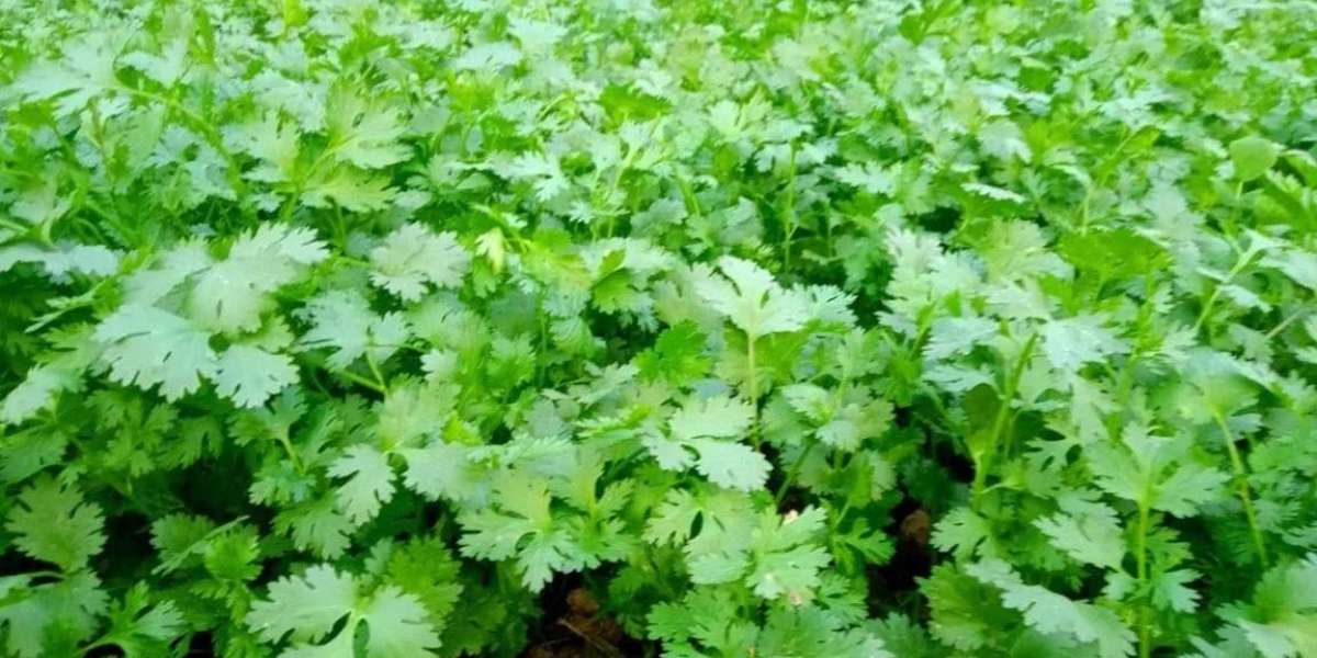 Record price of coriander leaves, Rs 600 per kg