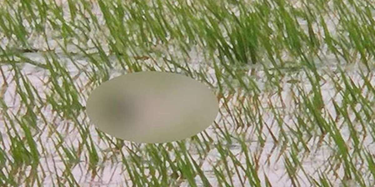 The bodies of two missing brothers were found floating in the water stream in the paddy field